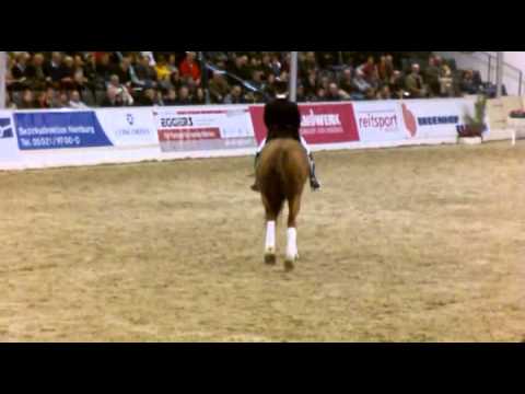 Hannoveraner Hengst Edward