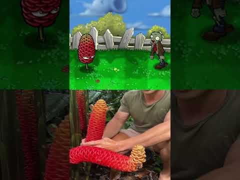 Beehive Ginger 💦 w/@mitchellburns_  (PVZ) #pvz #plantsvszombies