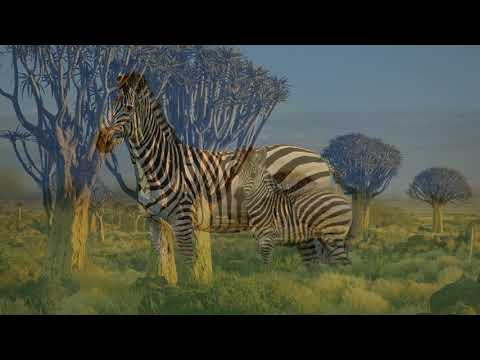 Toni Childs. Zimbabwe