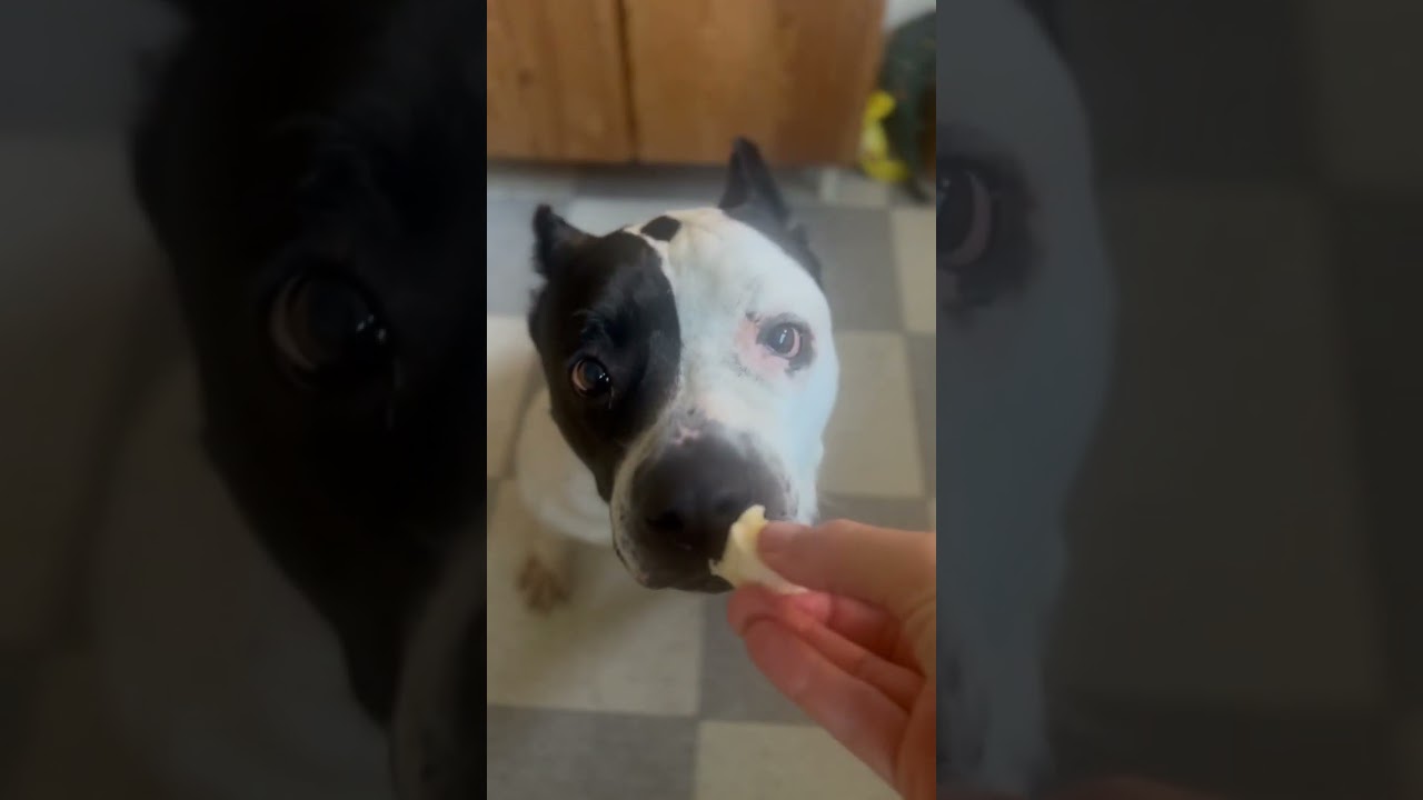 Enlarge Luna (Courtesy Post), a Adoptable mixed breed in Los Angeles, CA video 2/6