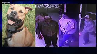 Stark County Humane Society searches for stolen dog, alleged suspects