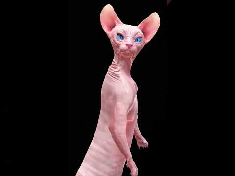 😂Tan tana Tan 😂 Tan Tan Tara 😂😂