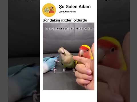 Sondaki kuş başrol