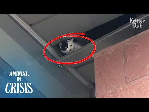 HELP! Cat Trapped 20M Above Ground, About To Fall (Part 1)  | Animal in Crisis 328