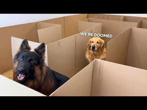Can My Dogs Escape The Maze? Golden Retrievers vs. German Shepherd