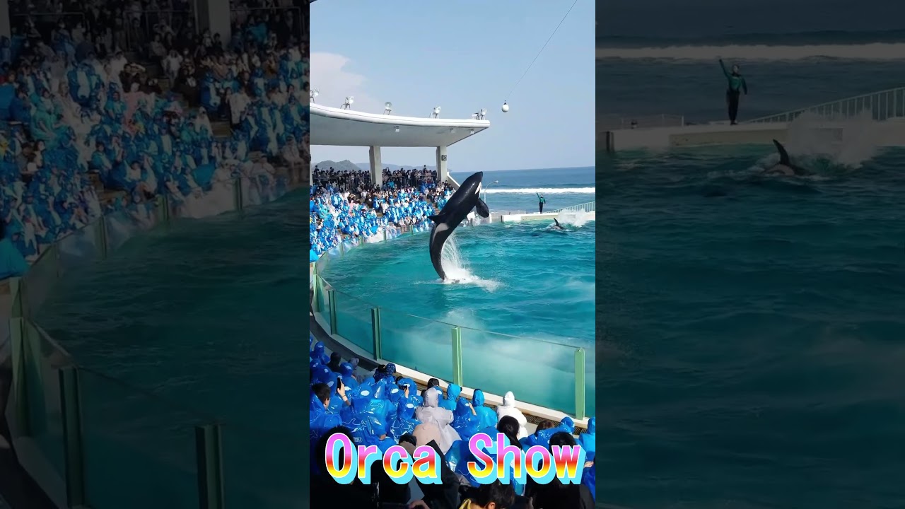 ずぶ濡れパフォーマンスサイコ～😍 #Shorts #鴨川シーワールド #シャチパフォーマンス #kamogawaseaworld #シャチショー