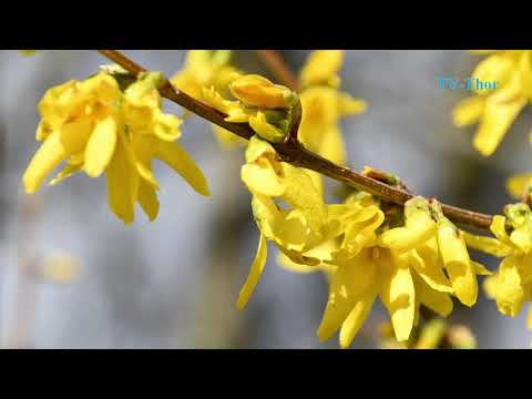 Det tabte forår 2020 Horsens