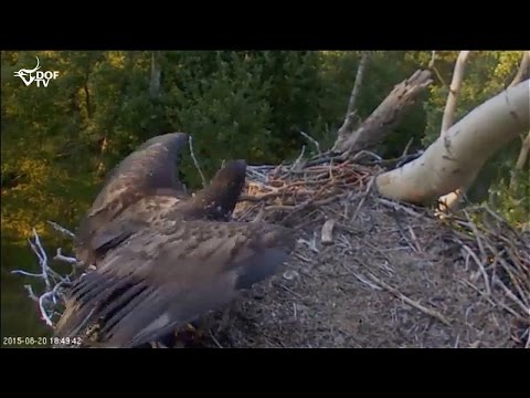 HER ER BEVISET: Havørnenes unger er fløjet fra reden