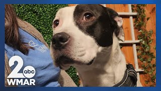 Pets on Set: Meet Sasha!