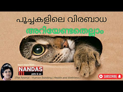 Awesome Tips on Worms in Cats | Deworming Cats & Kittens | CatHealth | PetParenting | NANDAS pets&us
