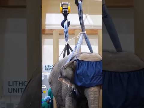 Anant Ambani’s Vantara: Built with love, for nature #WildlifeCare #AnantDadaEra #AnantAmbaniDt