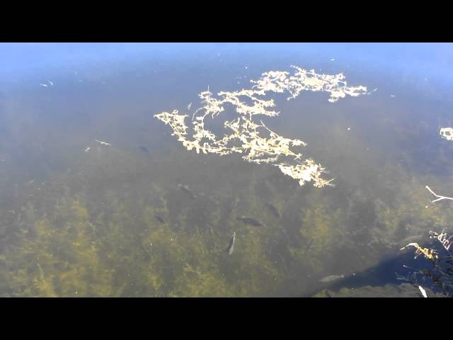 Fish Swimming In Pond - Fairchild Tropical Botanic Garden - Coral Gables, FL