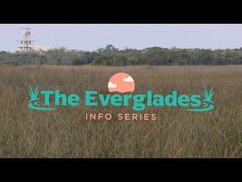 Everglades 101: Everything you need to know about the Everglades National Park