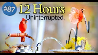 🦢Birds for Cats to Watch 😺 | Uninterrupted 12 Hours Feeder and a Birdbath with Water Fountain Cat TV