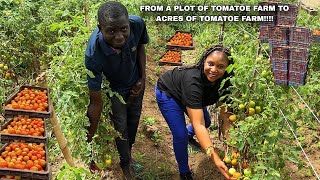 WEST AFRICA MILLIONAIRE TOMATO FARMER SHARES SECRET TO SUCCESSFUL TOMATO FARMING! SMALL BUSINESS 🇳🇬