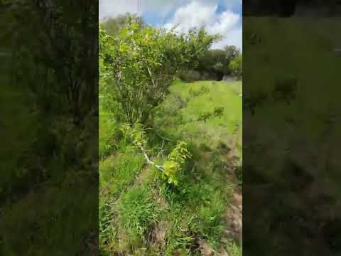 IL RE DEL MUTO TERZO TROFEO CON CANI DA FERMA SUL CINGHIALE