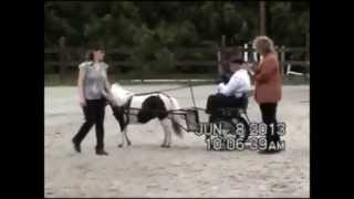 preview picture of video 'Yankee Miniature Horse Show'