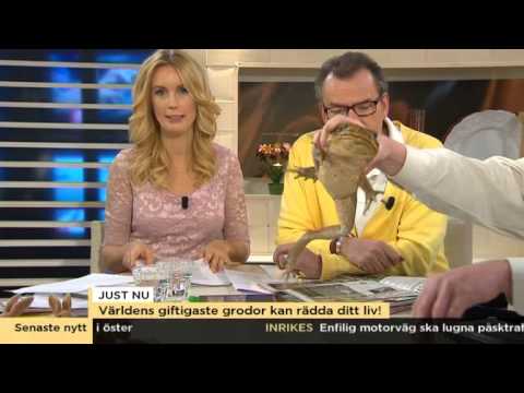 Giftgrodorna som kan rädda liv - Nyhetsmorgon (TV4)
