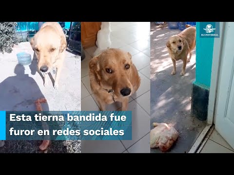 Perrita se roba el desayuno de unos albañiles y su dueña debe pagarles la comida