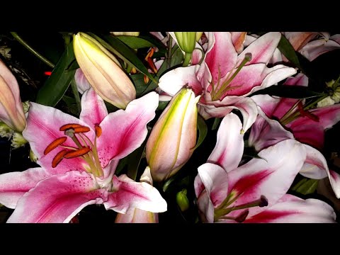 Lovely flowers - nupur's gallery...#shorts