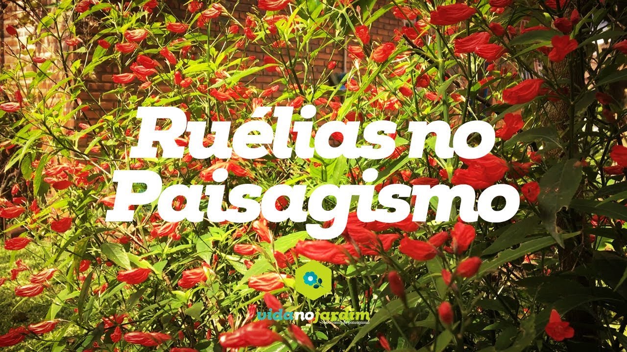 Ruélias no Paisagismo
