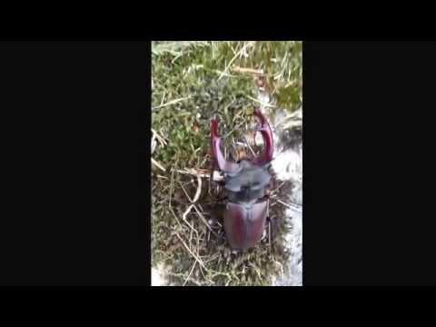 Ekoxe i Rödeby Blekinge