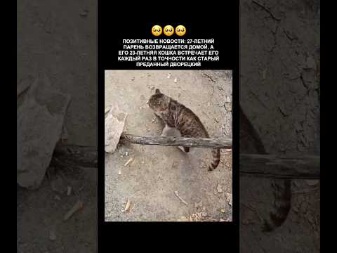23года вместе🥹❤️‍🩹#рек#кот#друг#кошка#друзья #милота #животное #мотивация