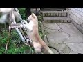 Kompilasi Kucing Berantem