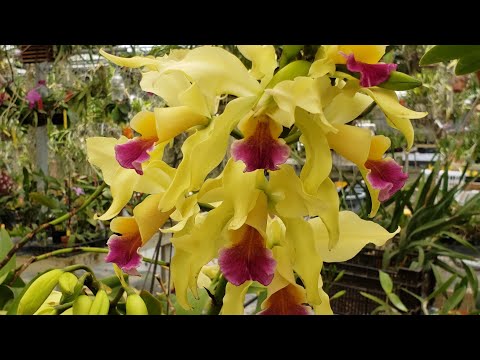 FLORIDA SUNCOAST ORCHIDS TOUR, MAY 2022