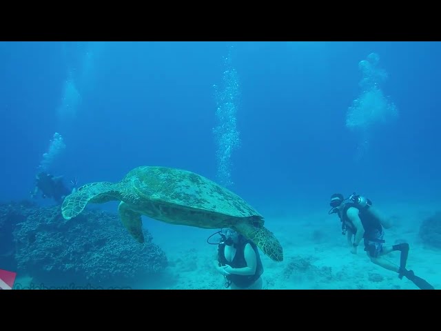 Multiple Green Sea Turtles swimming above the vibrant coral of Horseshoe Reef in Honolulu, Hawaii.