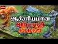 ஆச்சரியமான அமேசான் காடுகள் Earth Lungs Amazon Forest