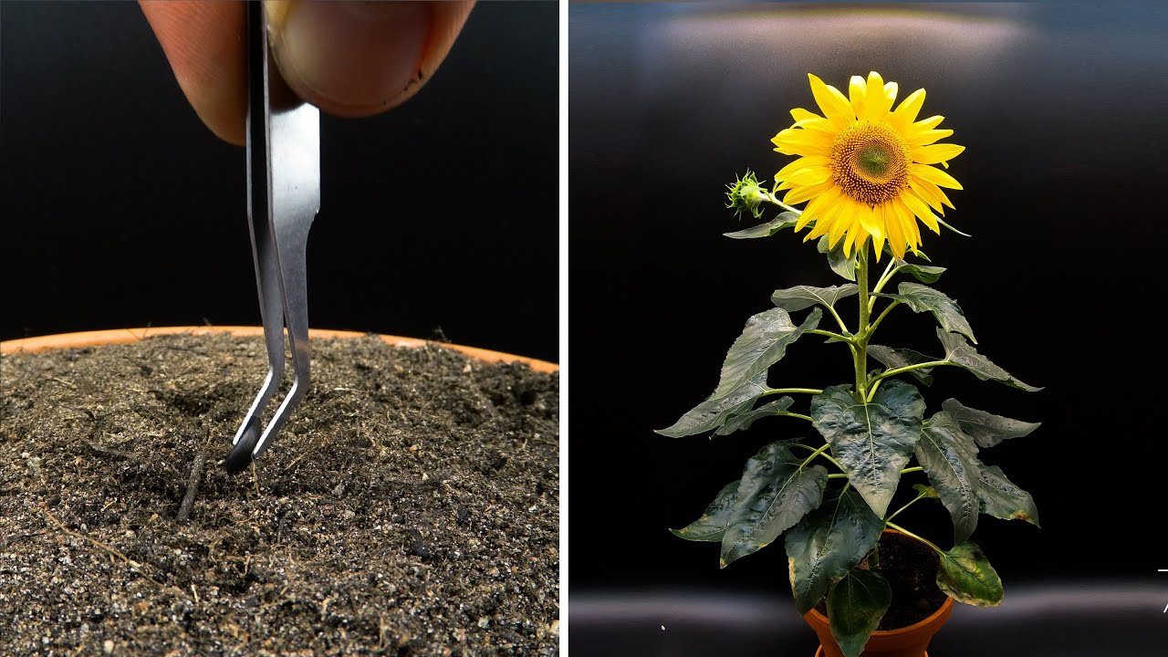 Sonnenblumen – Infos zu Verwendung  Aussaat  Kauf & Pflege + beliebte Sorten