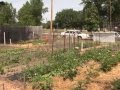 Community Gardens Planning Your Priorities