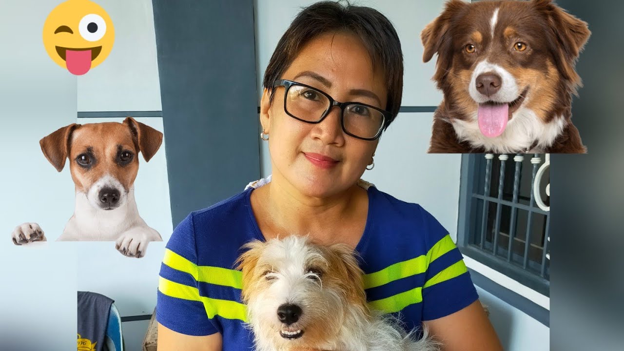 Putar video Paano magpaligo ng alaga nating aso! sekarang Paano magpaligo ng alaga nating aso!