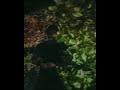 Nenjam Marappathilai Tamil Old Love Song Whatsapp Status