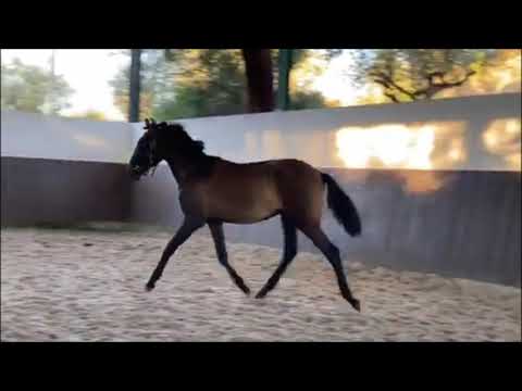 Poirot d'Atela out20