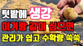 생강 옆에 심으면 생강 굵게 클수있는 작물 작은텃밭 실용적으로 활용할수있어요 #텃밭생강심기 #생강심는방법 #…