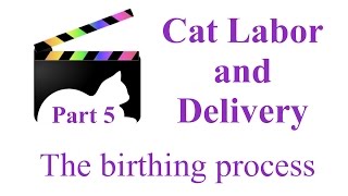 Feline Labor and Delivery - part five - Cheena has kittens