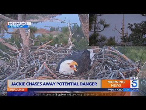 VIDEO: Big Bear bald eagle scares off potential predator