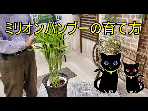 園芸 キャンベル ファルジェシア バンブー