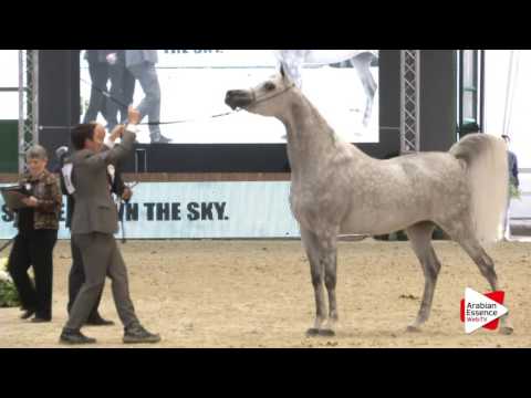 Milan SEWC 2016 - Fillies (2B) - 1st place: N.28 DALAL ZAMANI