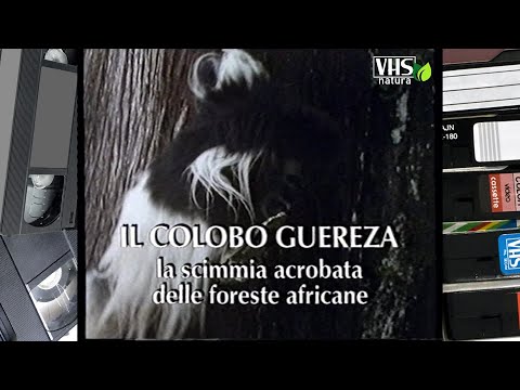IL COLOBO GUEREZA la scimmia acrobata delle foreste africane