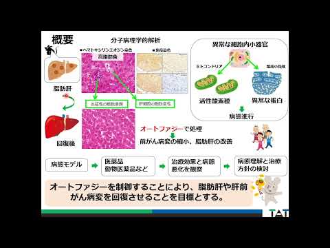 ラット・マウスの各種疾患モデルを用いた毒性・有効性評価系の開発