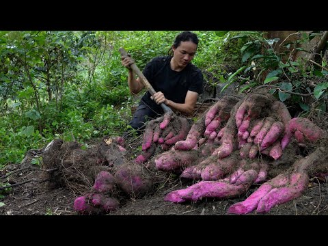 From forest to table – Cooking wild taro with mountain aroma