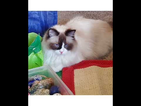 Crystal the Pet Nanny. LLC video.