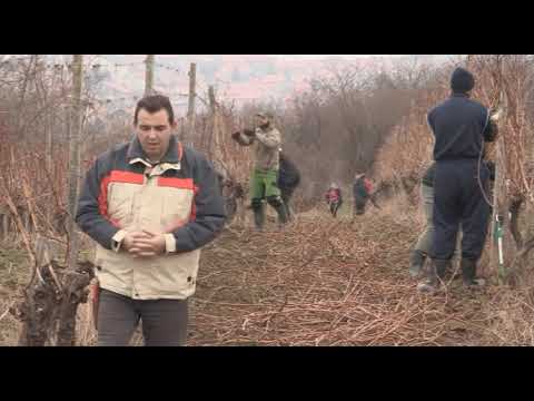 Može bolje ep. 8 01.04.2017. - Rezidba vinove loze