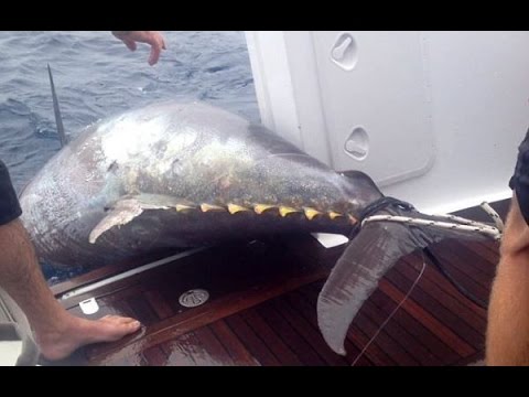 Огромные тунцы красивая съемка