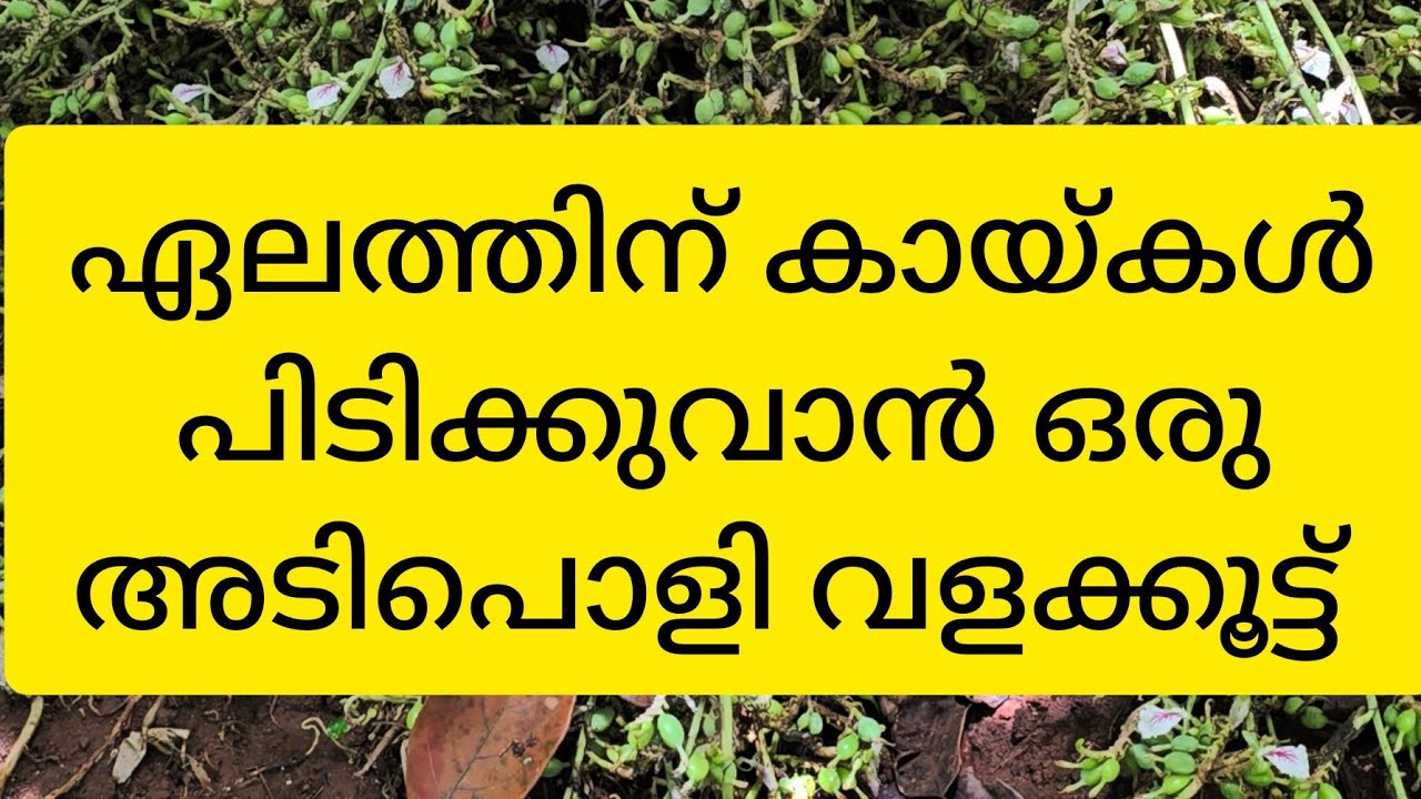 ഏലം! നിറയെ കായ്കൾ പിടിക്കുവാൻ ഒരു അടിപൊളി വളക്കൂട്ട് പരിചയപ്പെടാം |  Cardamom! Let's get to know a cool fertilizer to get a lot of nuts!