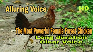 Download lagu Suara Pancingan Ayam Hutan Betina | Terbukti Efektif mp3