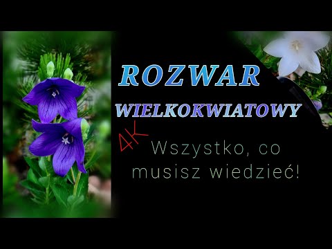 ROZWAR wielkokwiatowy - pielęgnacja, stanowisko, ciekawostki i wiele więcej! Wszechstronnie o... #10